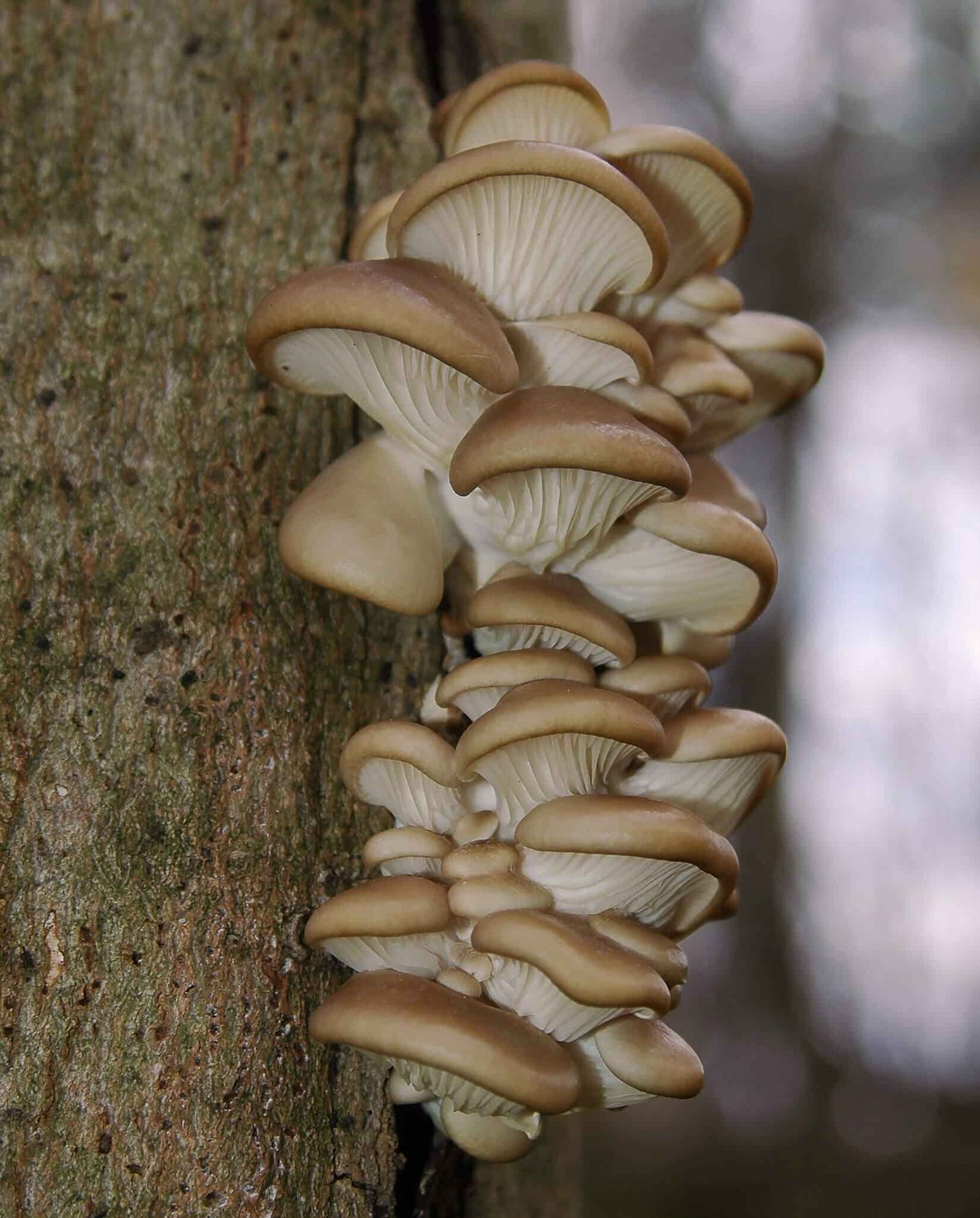 Pleurotus ostreatus